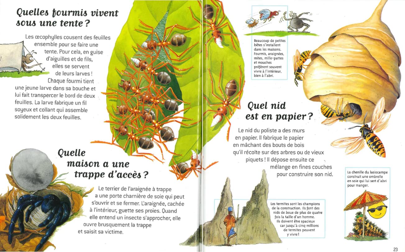 Questions réponses Incroyables insectes