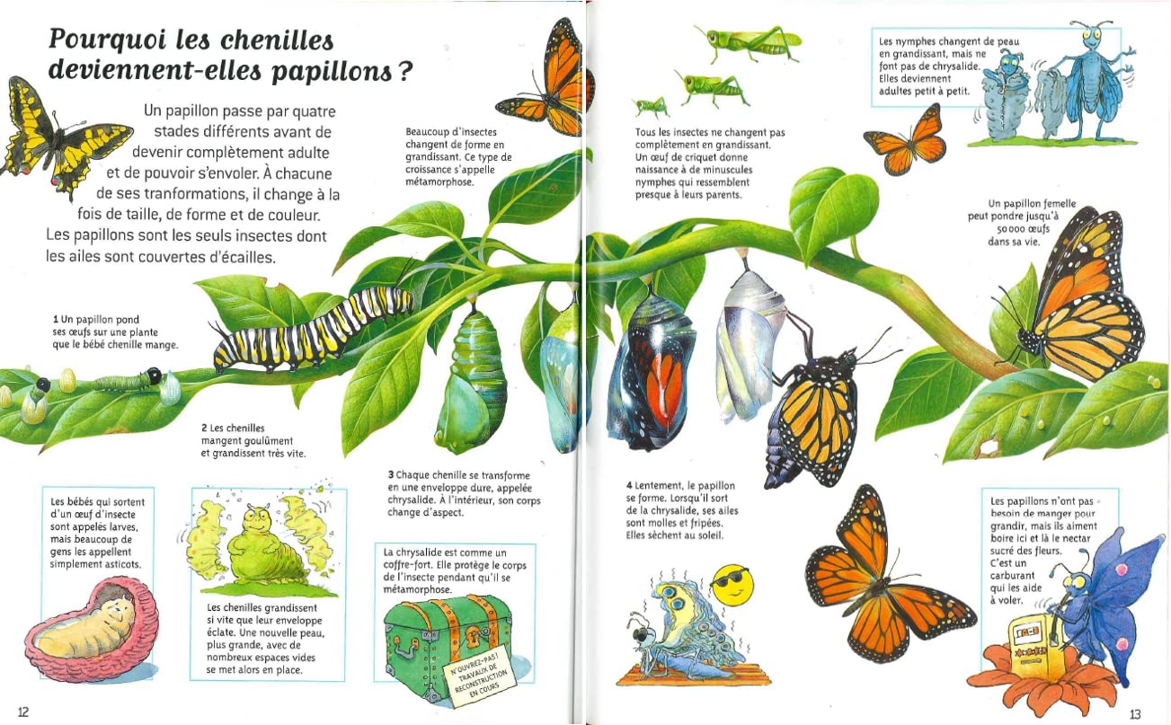 Questions réponses Incroyables insectes