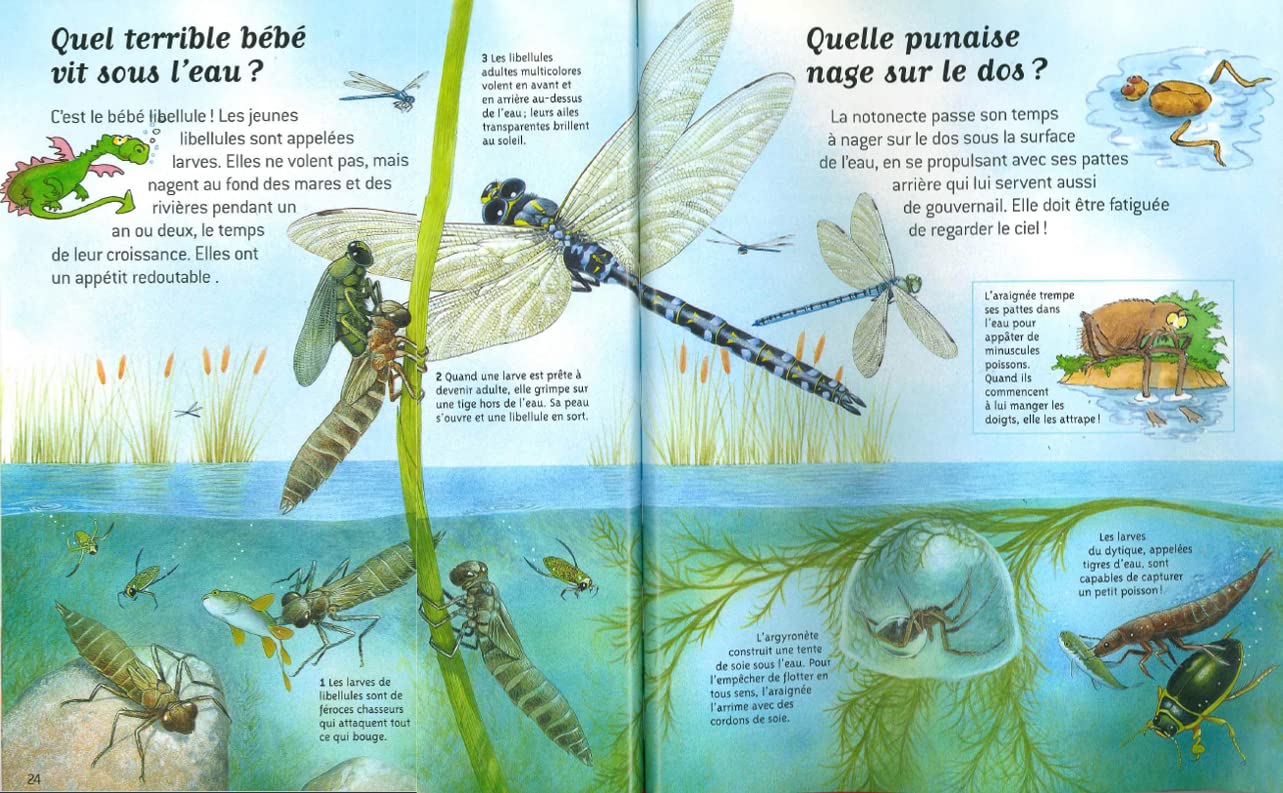 Questions réponses Incroyables insectes