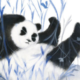 Petit Panda